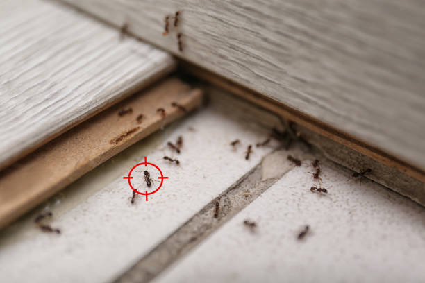 Best Bed Bug Extermination  in Cimarron Hills, CO