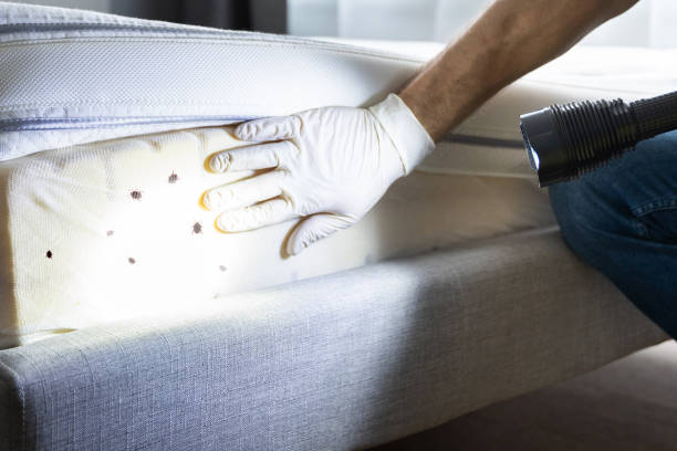 Best Flea Control Services  in Cimarron Hills, CO