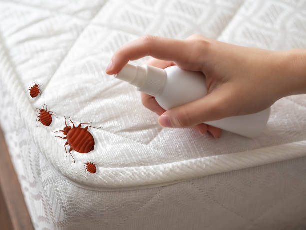 Professional Pest Control in Cimarron Hills, CO